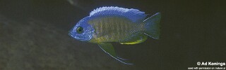 Copadichromis borleyi &#39;Mphanga Rocks&#39;