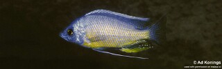 Copadichromis borleyi &#39;Mumbo Island&#39;