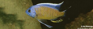 Copadichromis borleyi &#39;Namalenje Island&#39;