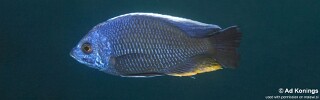 Copadichromis borleyi &#39;Ndumbi Point&#39;