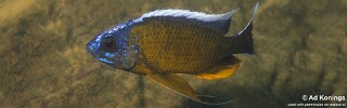Copadichromis borleyi &#39;Nkanda&#39;