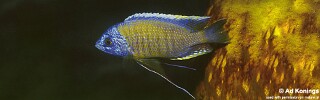 Copadichromis borleyi &#39;Nkhungu Reef&#39;