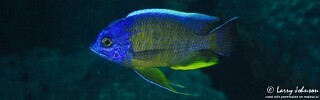 Copadichromis borleyi &#39;Taiwanee Reef&#39;