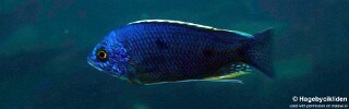 Copadichromis borleyi &#39;Thumbi West Island&#39;