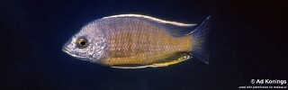 Copadichromis borleyi &#39;Zimbawe Rock&#39;