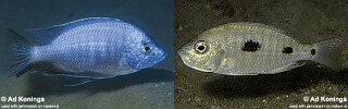 Copadichromis chizumuluensis Copadichromis sp. &#39;chizumulu blue&#39;