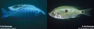 Copadichromis chrysonotus &#39;Boadzulu Island&#39;