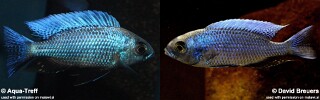 Copadichromis chrysonotus