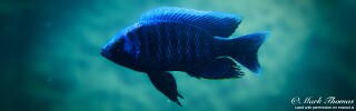 Copadichromis cyaneus &#39;Jumbo Island&#39;