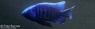 Copadichromis cyaneus &#39;Mumbo Island&#39;