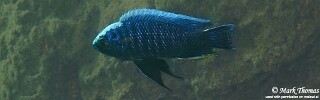 Copadichromis cyaneus &#39;Namalenje Island&#39;