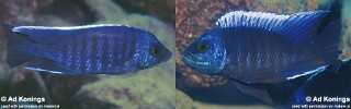 Copadichromis cyanocephalus Copadichromis sp. &#39;verduyni blueface&#39;