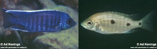 Copadichromis cyanocephalus &#39;Chiloelo&#39;