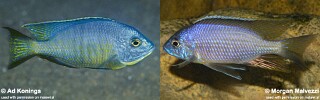 Copadichromis diplostigma Copadichromis sp. &#39;likoma blue&#39;