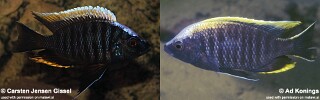 Copadichromis geertsi Copadichromis sp. &#39;virginalis blotch&#39;