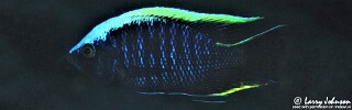 Copadichromis geertsi &#39;Border&#39;