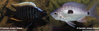 Copadichromis geertsi &#39;Chiofu&#39;