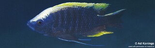 Copadichromis geertsi &#39;Thundu&#39;