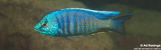 Copadichromis insularis &#39;Chinyankwazi Island&#39;