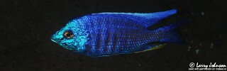 Copadichromis insularis &#39;Nakantenga Island&#39;
