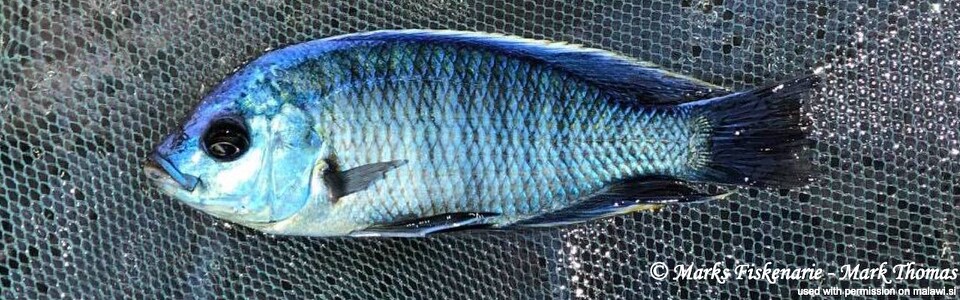 Copadichromis jacksoni 'Isanga-Lukuyusi'