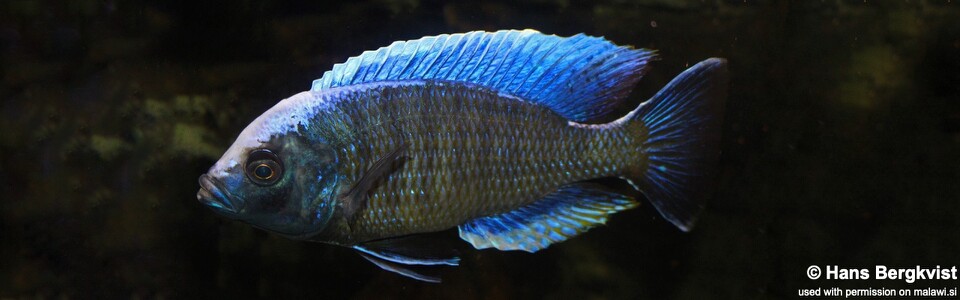 Copadichromis jacksoni (unknown locality)