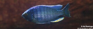Copadichromis jacksoni &#39;Chiwi Rocks&#39;