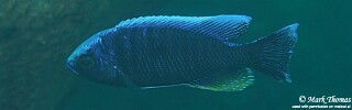 Copadichromis jacksoni &#39;Higga Reef&#39;