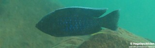 Copadichromis jacksoni &#39;Masinje&#39;