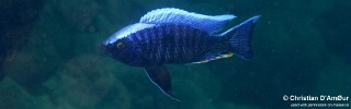 Copadichromis jacksoni &#39;Mbamba Islands&#39;
