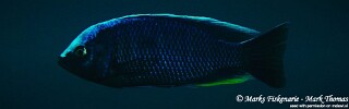 Copadichromis jacksoni &#39;Ngwasi&#39;