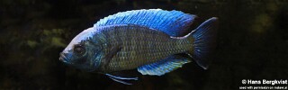 Copadichromis jacksoni (unknown locality)