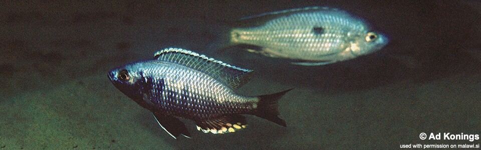 Copadichromis likomae 'Ntekete'