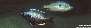 Copadichromis likomae