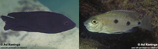 Copadichromis melas Copadichromis sp. &#39;midnight mloto&#39;