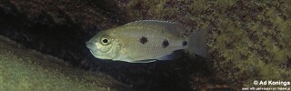 Copadichromis melas &#39;Cobwé&#39;