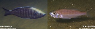Copadichromis mloto