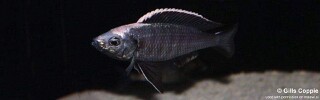 Copadichromis mloto &#39;Luwala Reef&#39;