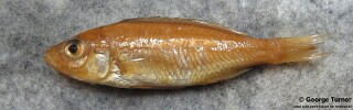 Copadichromis mloto &#39;Nkhata Bay&#39;