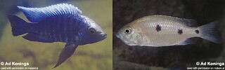Copadichromis parvus Copadichromis sp. &#39;verduyni dwarf&#39;