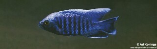 Copadichromis parvus &#39;Chiloelo&#39;