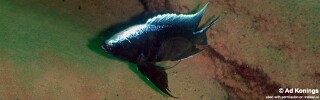Copadichromis parvus &#39;Chinuni&#39;