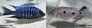 Copadichromis parvus &#39;Meluluca&#39;