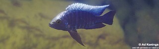 Copadichromis parvus &#39;Metangula&#39;