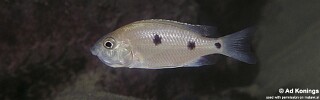 Copadichromis parvus &#39;Minos Reef&#39;