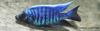 Copadichromis parvus &#39;Nkhungu Point&#39;