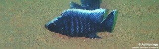 Copadichromis parvus &#39;Thundu&#39;