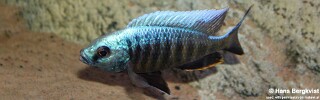 Copadichromis parvus (unknown locality)