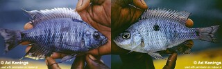 Copadichromis quadrimaculatus &#39;Jalo Reef&#39;