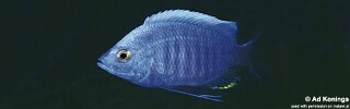 Copadichromis quadrimaculatus &#39;Tsano Rock&#39;